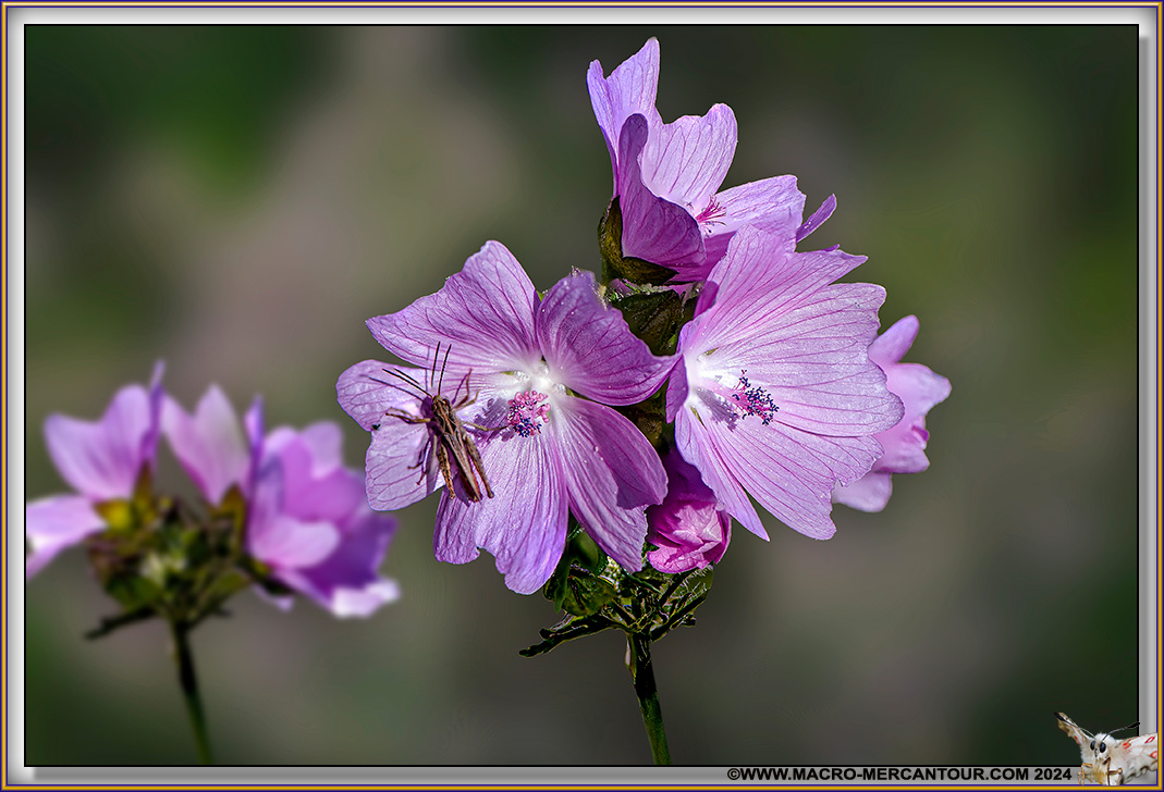 Mauve alcée
